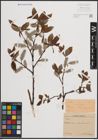 Foto von Salix cinerea L.